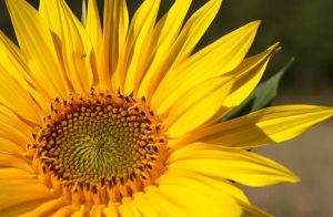 girasoles espiritual girasol haciendofotos