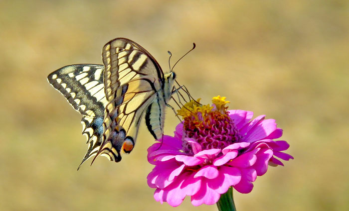 Mariposas Significado Espiritual En Clinicaunrorg