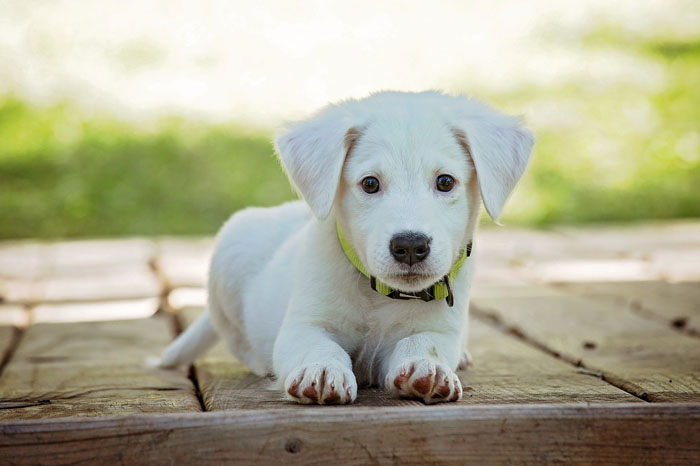 Comida holística para perros