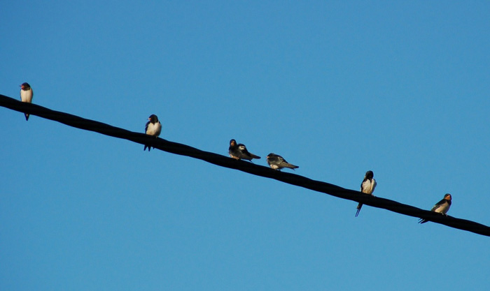 Golondrina Significado Espiritual