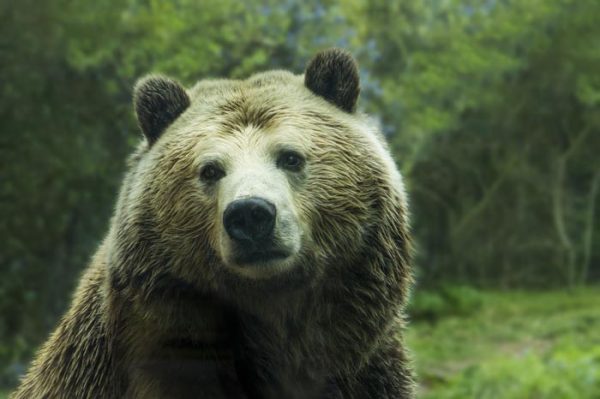 ¿Cuál es el Significado de Soñar con Osos?