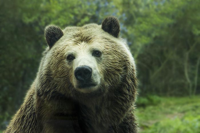 ¿Cuál es el Significado de Soñar con Osos?