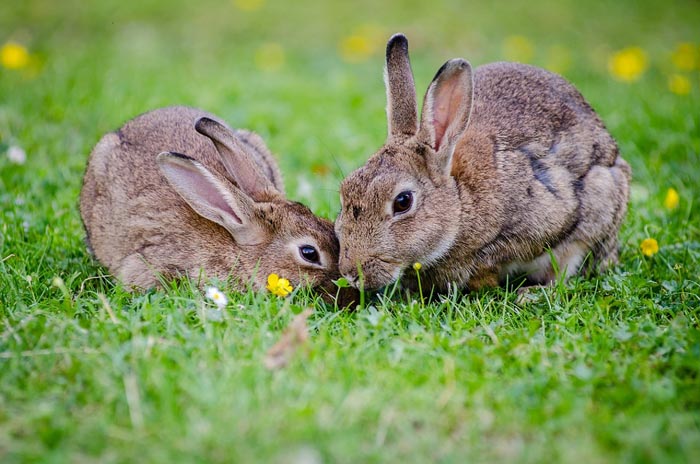 El significado de Soñar con Conejos