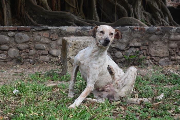 ¿Qué significa Soñar con Pulgas?