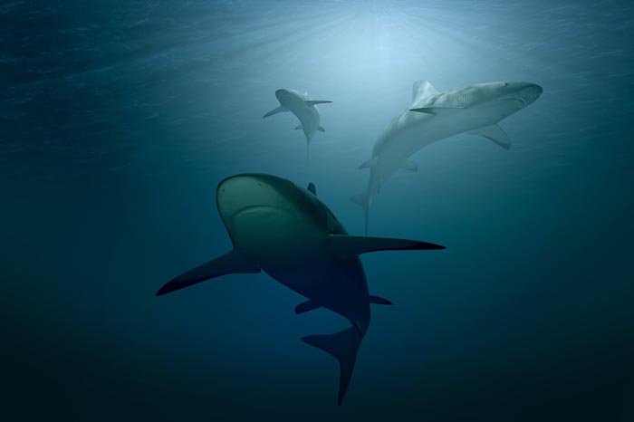Qué significa Soñar con Tiburones