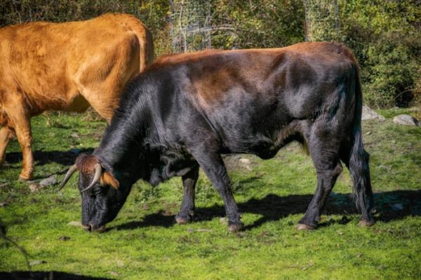 ¿Cuál es el Significado de Soñar con Toros?