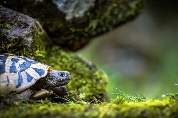 ¿Cuál es el significado de Soñar con Tortugas?