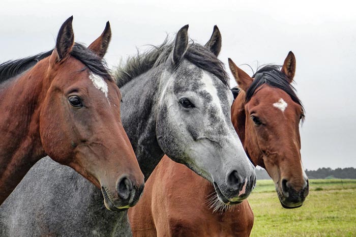 El significado de Soñar con Caballos