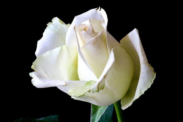 ¿Qué significa soñar con rosas blancas?