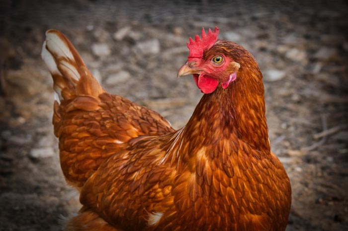 Significado de Soñar con Gallinas