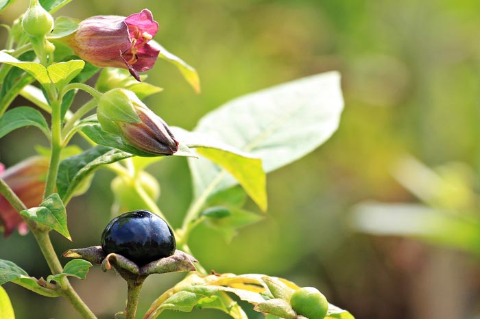 Propiedades de la Planta Belladona