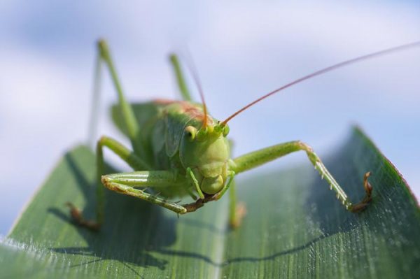 ¿Qué significa Soñar con Saltamontes?