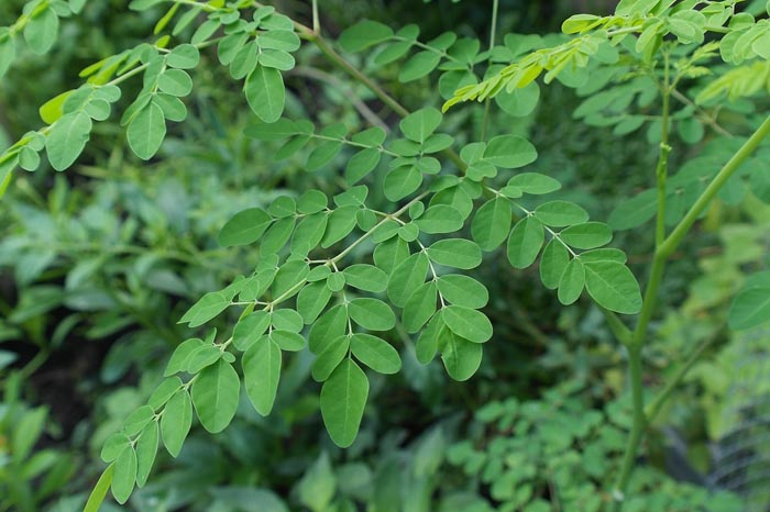 Moringa Propiedades y Contraindicaciones