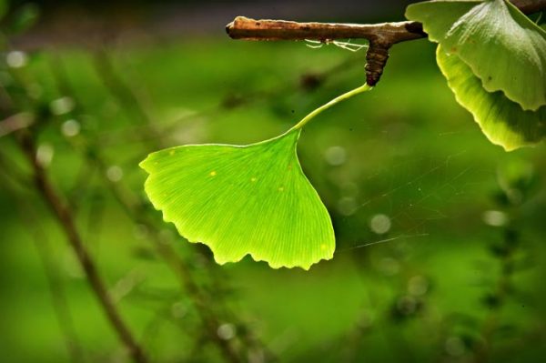 Ginkgo biloba propiedades y contraindicaciones