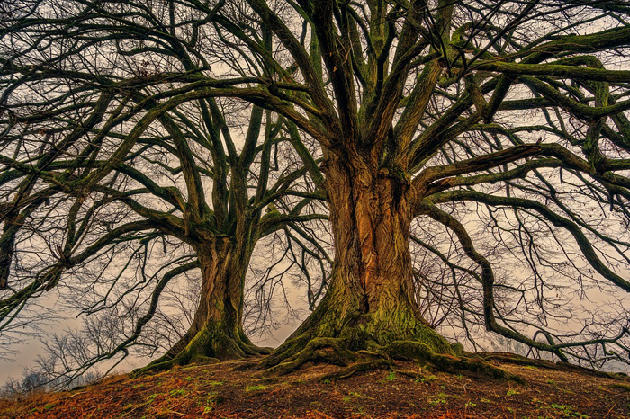 Qué es el árbol sefirotico