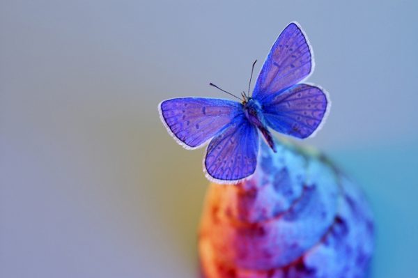 Significado de soñar con mariposas