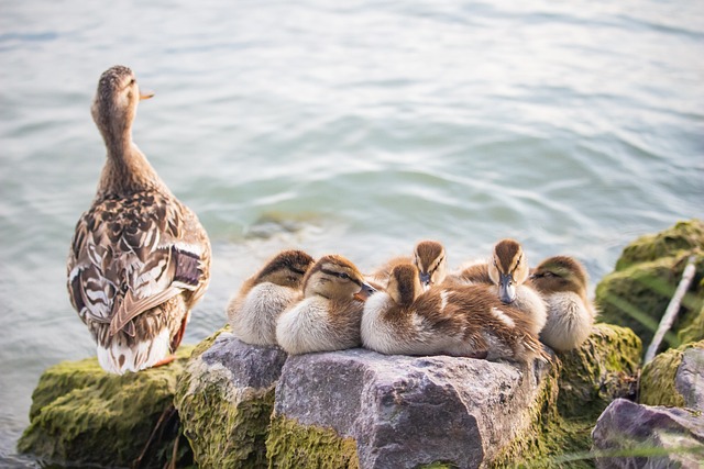 Significado de soñar con patos